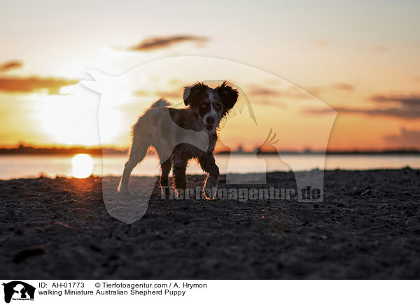 walking Miniature Australian Shepherd Puppy / AH-01773