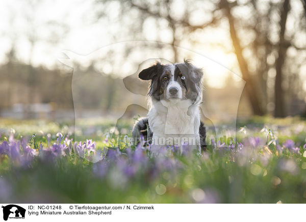 lying Miniature Australian Shepherd / NC-01248