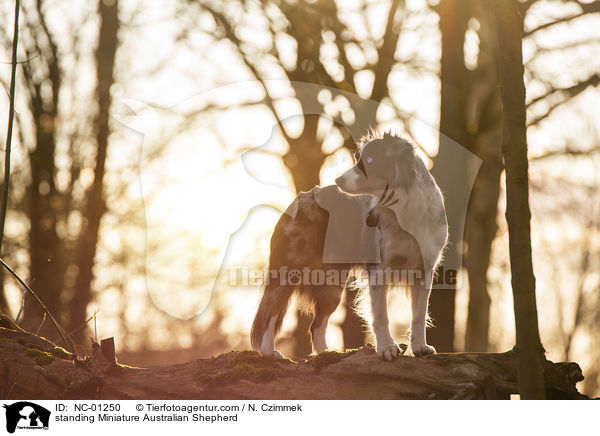 standing Miniature Australian Shepherd / NC-01250