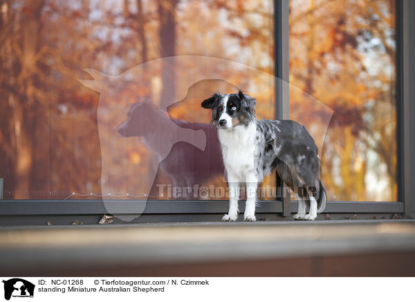 stehender Miniature Australian Shepherd / standing Miniature Australian Shepherd / NC-01268