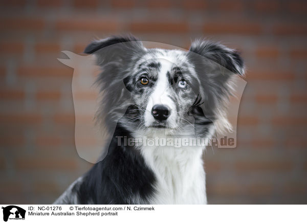 Miniature Australian Shepherd portrait / NC-01276