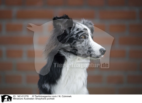 Miniature Australian Shepherd portrait / NC-01278