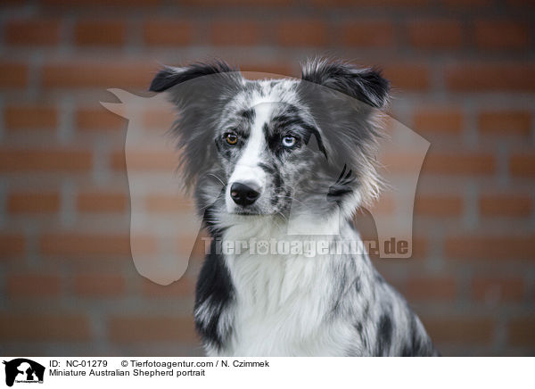 Miniature Australian Shepherd portrait / NC-01279