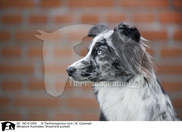 Miniature Australian Shepherd portrait / NC-01280