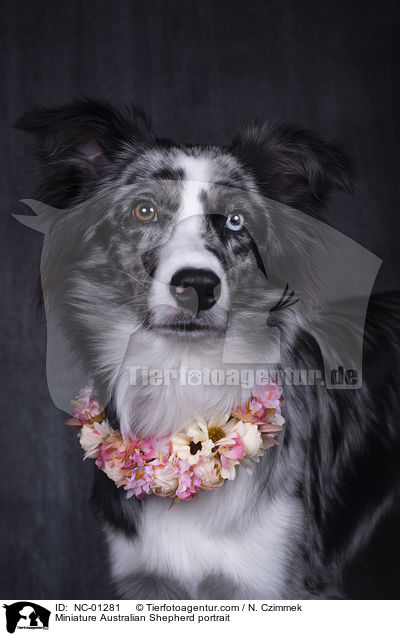 Miniature Australian Shepherd portrait / NC-01281