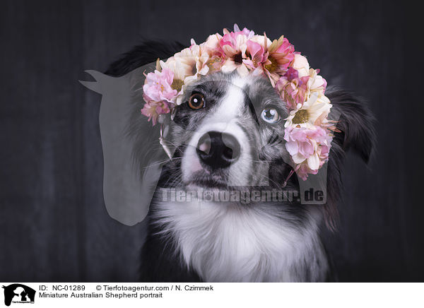 Miniature Australian Shepherd portrait / NC-01289