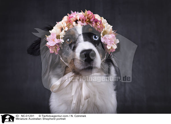 Miniature Australian Shepherd portrait / NC-01291