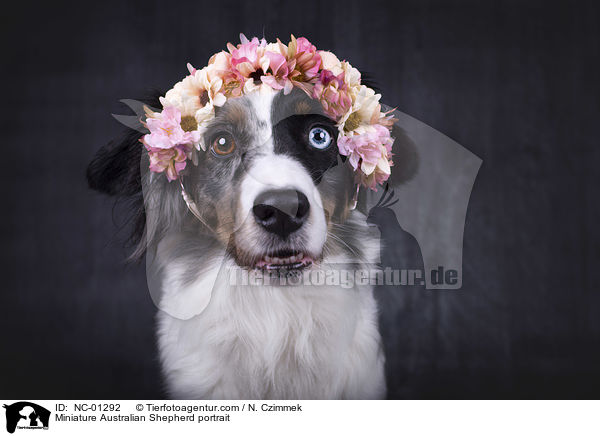 Miniature Australian Shepherd portrait / NC-01292