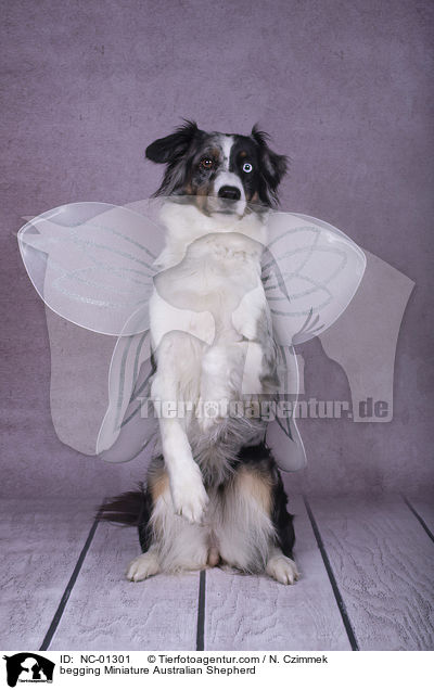 Miniature Australian Shepherd macht Mnnchen / begging Miniature Australian Shepherd / NC-01301