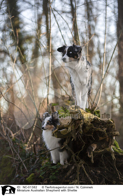 Miniature Australian Shepherd with Sheltie / NC-01382