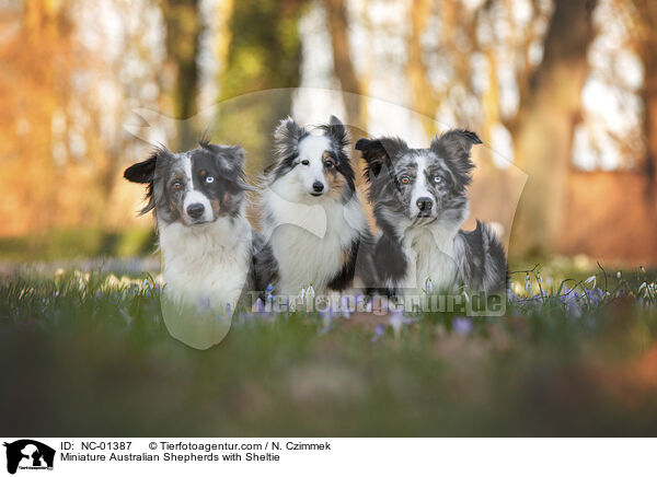 Miniature Australian Shepherds with Sheltie / NC-01387