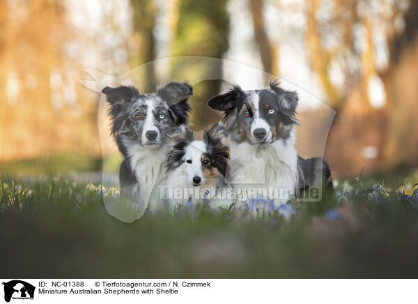Miniature Australian Shepherds mit Sheltie / Miniature Australian Shepherds with Sheltie / NC-01388