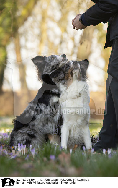 human with Miniature Australian Shepherds / NC-01394