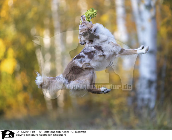 playing Miniature Australian Shepherd / UM-01119