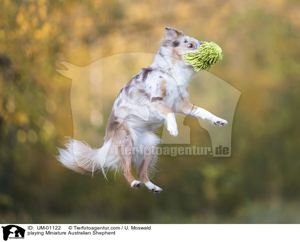 playing Miniature Australian Shepherd / UM-01122