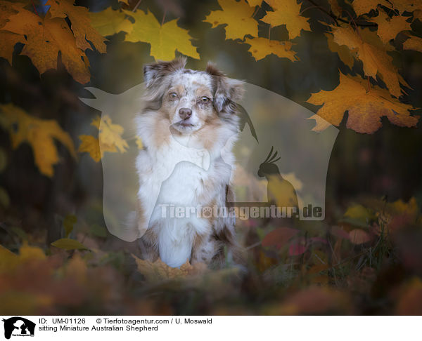 sitting Miniature Australian Shepherd / UM-01126