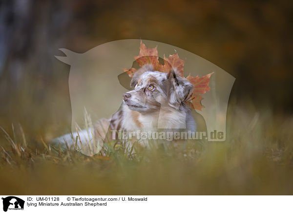 lying Miniature Australian Shepherd / UM-01128