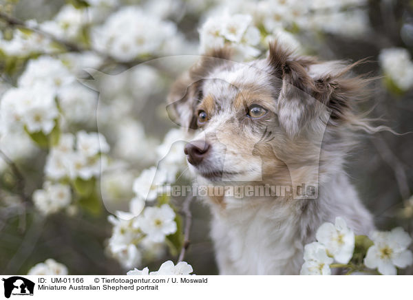 Miniature Australian Shepherd portrait / UM-01166