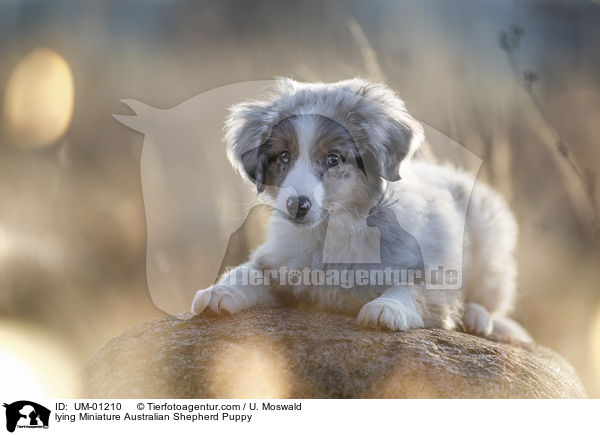 lying Miniature Australian Shepherd Puppy / UM-01210