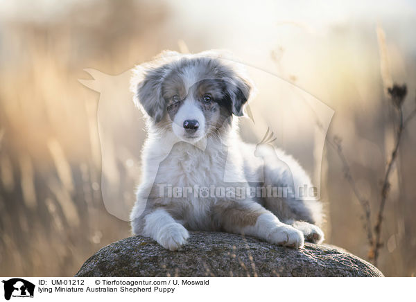 lying Miniature Australian Shepherd Puppy / UM-01212