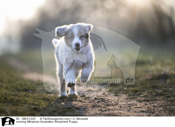 running Miniature Australian Shepherd Puppy / UM-01220