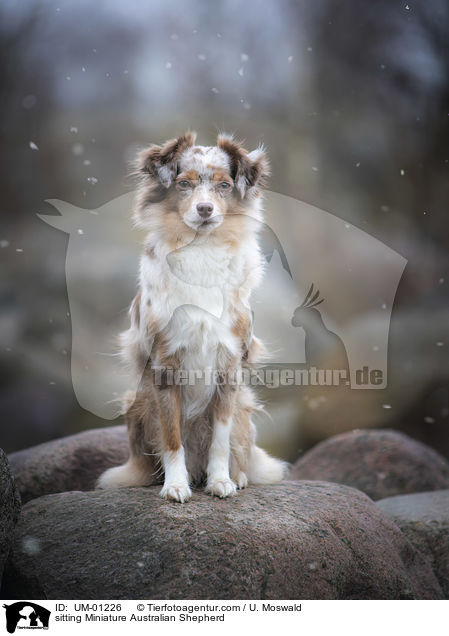 sitting Miniature Australian Shepherd / UM-01226