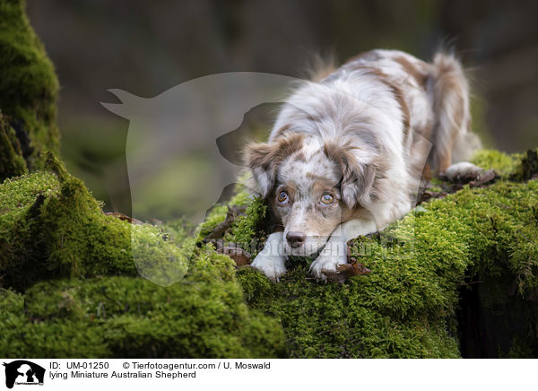 lying Miniature Australian Shepherd / UM-01250