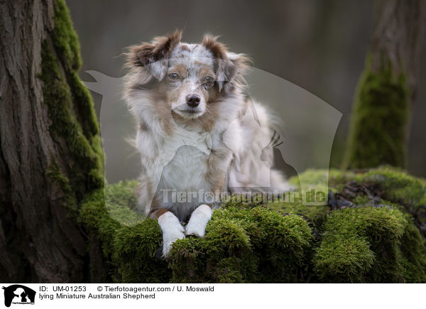 lying Miniature Australian Shepherd / UM-01253