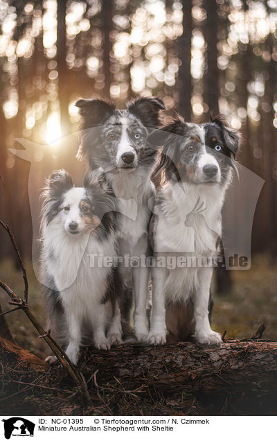 Miniature Australian Shepherd with Sheltie / NC-01395