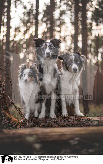 Miniature Australian Shepherd with Sheltie / NC-01396