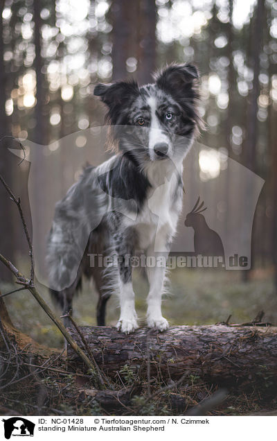 standing Miniature Australian Shepherd / NC-01428