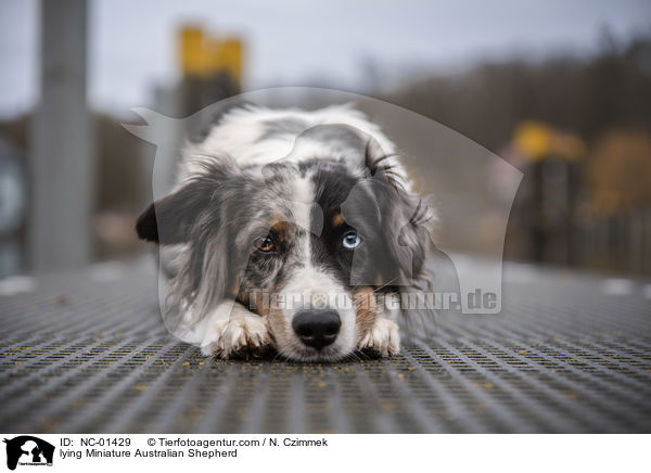 lying Miniature Australian Shepherd / NC-01429