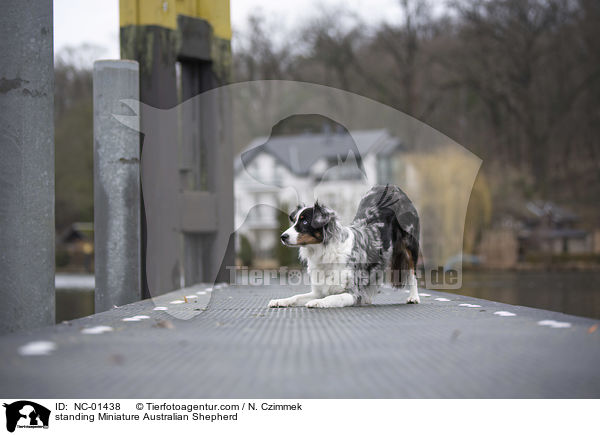 standing Miniature Australian Shepherd / NC-01438