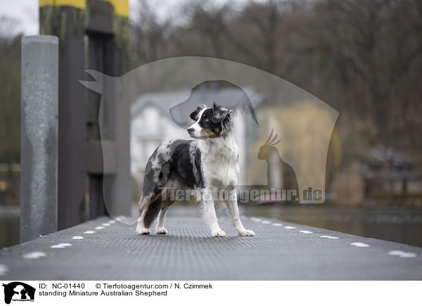 standing Miniature Australian Shepherd / NC-01440