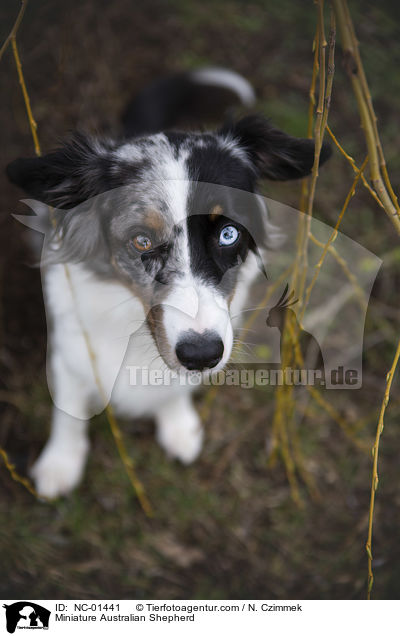 Miniature Australian Shepherd / NC-01441