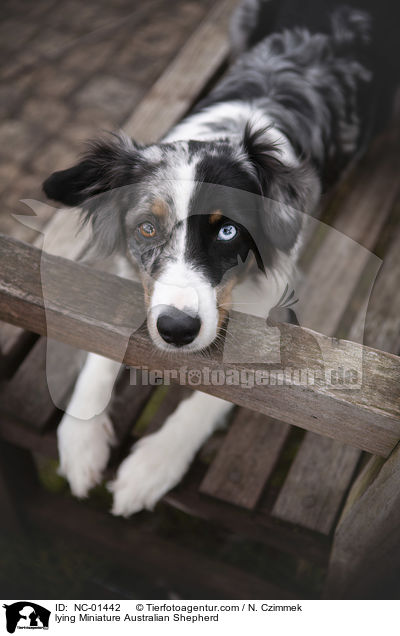 lying Miniature Australian Shepherd / NC-01442