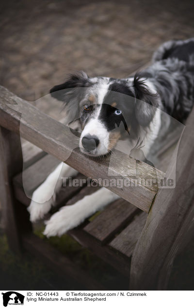 lying Miniature Australian Shepherd / NC-01443