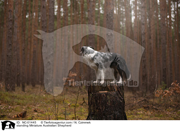 standing Miniature Australian Shepherd / NC-01445
