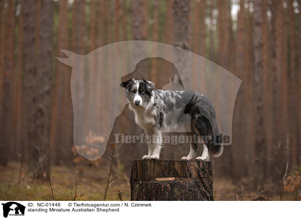 standing Miniature Australian Shepherd / NC-01446