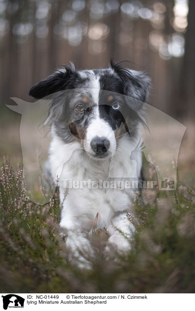 lying Miniature Australian Shepherd / NC-01449