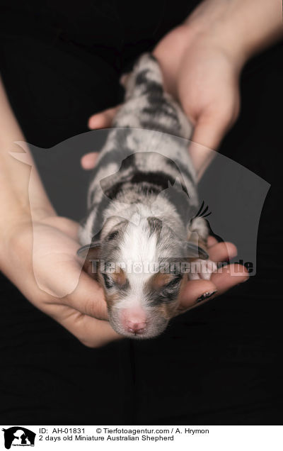 2 days old Miniature Australian Shepherd / AH-01831