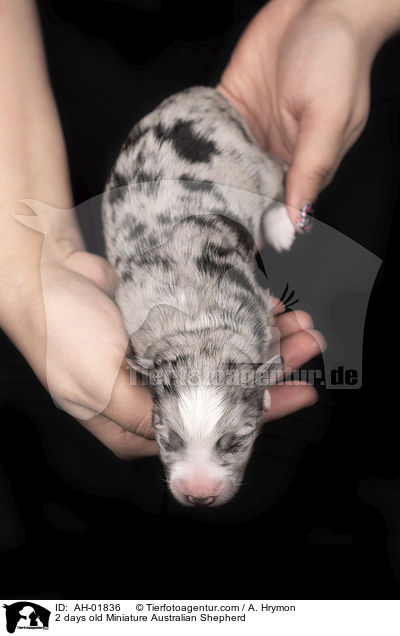 2 days old Miniature Australian Shepherd / AH-01836