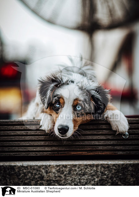 Miniature Australian Shepherd / MSC-01080
