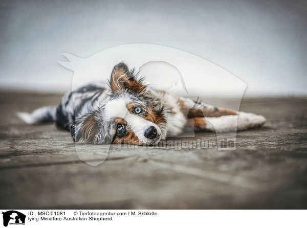 liegender Miniature Australian Shepherd / lying Miniature Australian Shepherd / MSC-01081