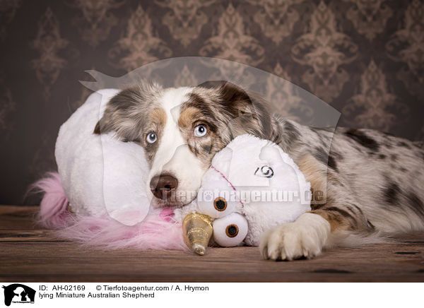 lying Miniature Australian Shepherd / AH-02169
