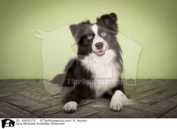 lying Miniature Australian Shepherd / AH-02172
