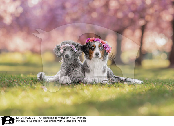 Miniature Australian Shepherd mit Kleinpudel / Miniature Australian Shepherd with Standard Poodle / AH-02393