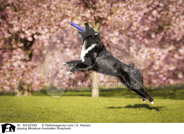 playing Miniature Australian Shepherd / AH-02395