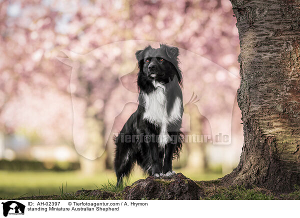 standing Miniature Australian Shepherd / AH-02397