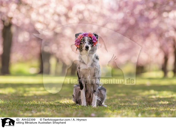 sitting Miniature Australian Shepherd / AH-02399
